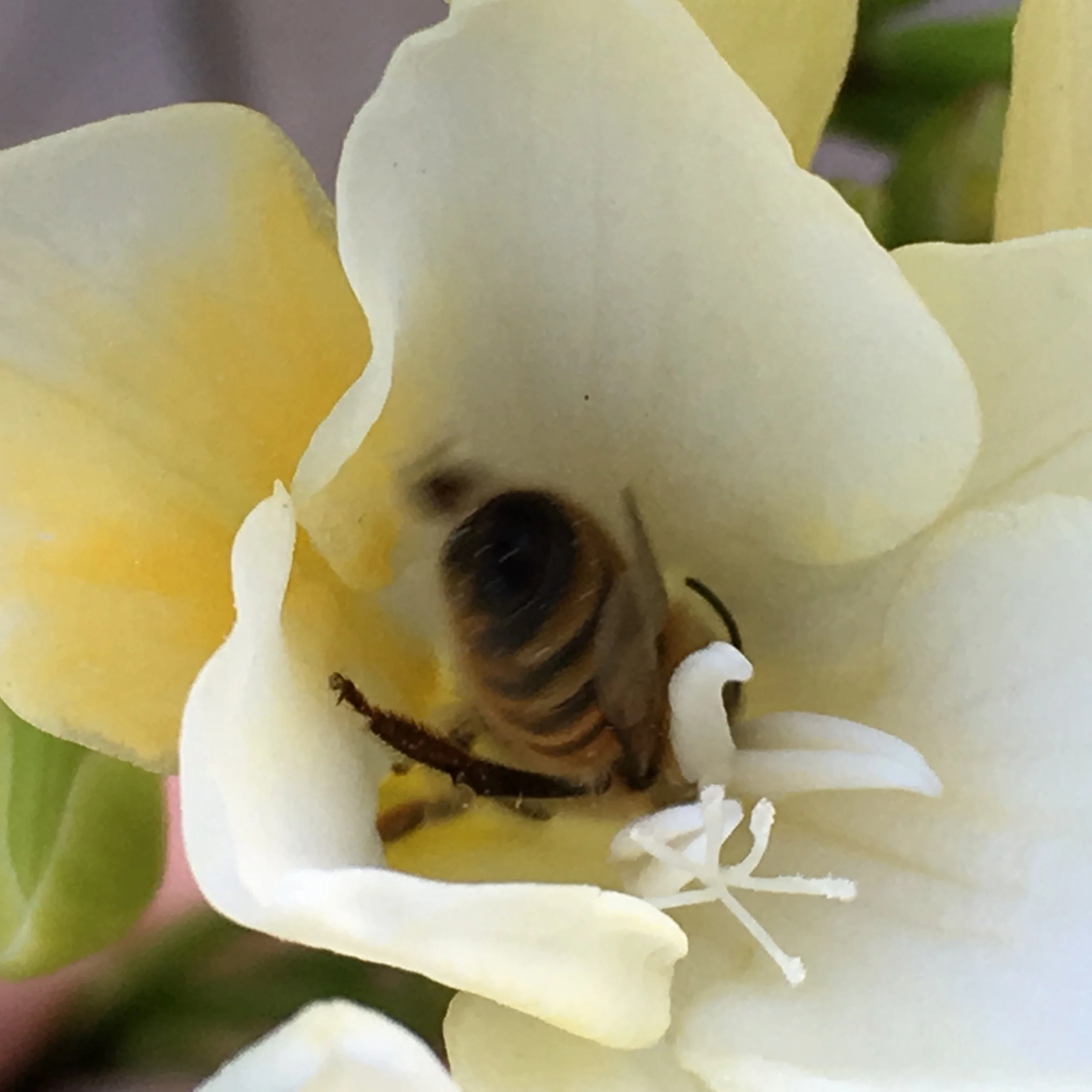 A bee head down inside a flower, this one is collecting nectar
