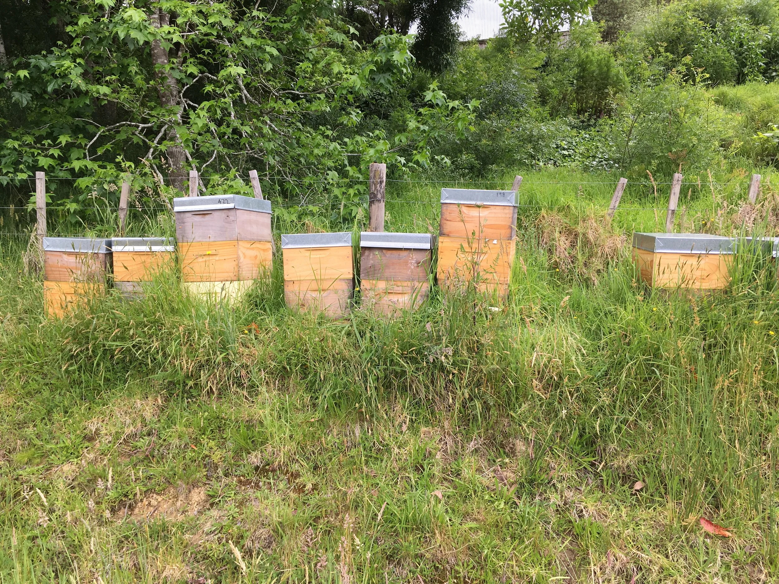 Beehives along a private driveway