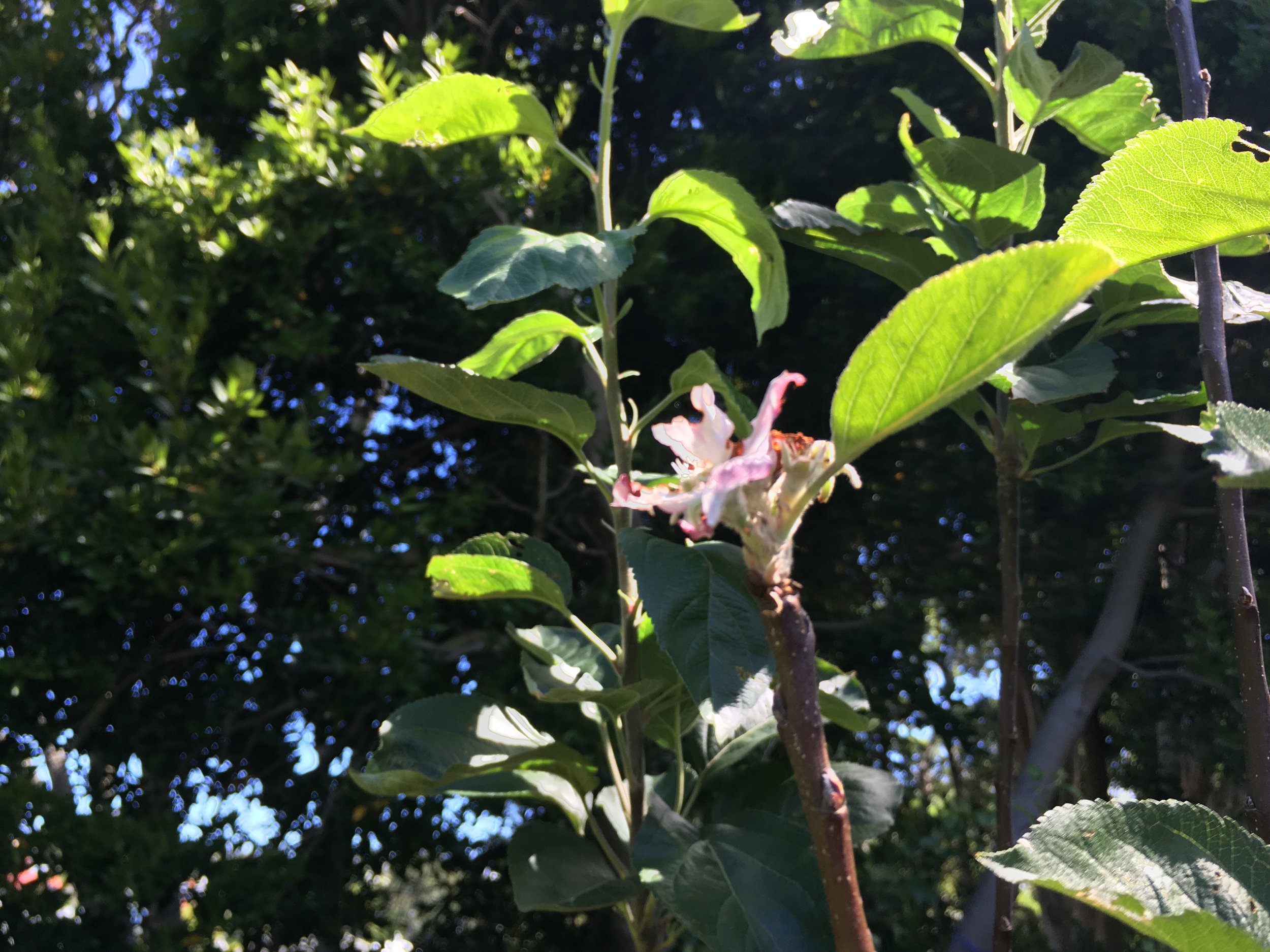 apple blossom in January?