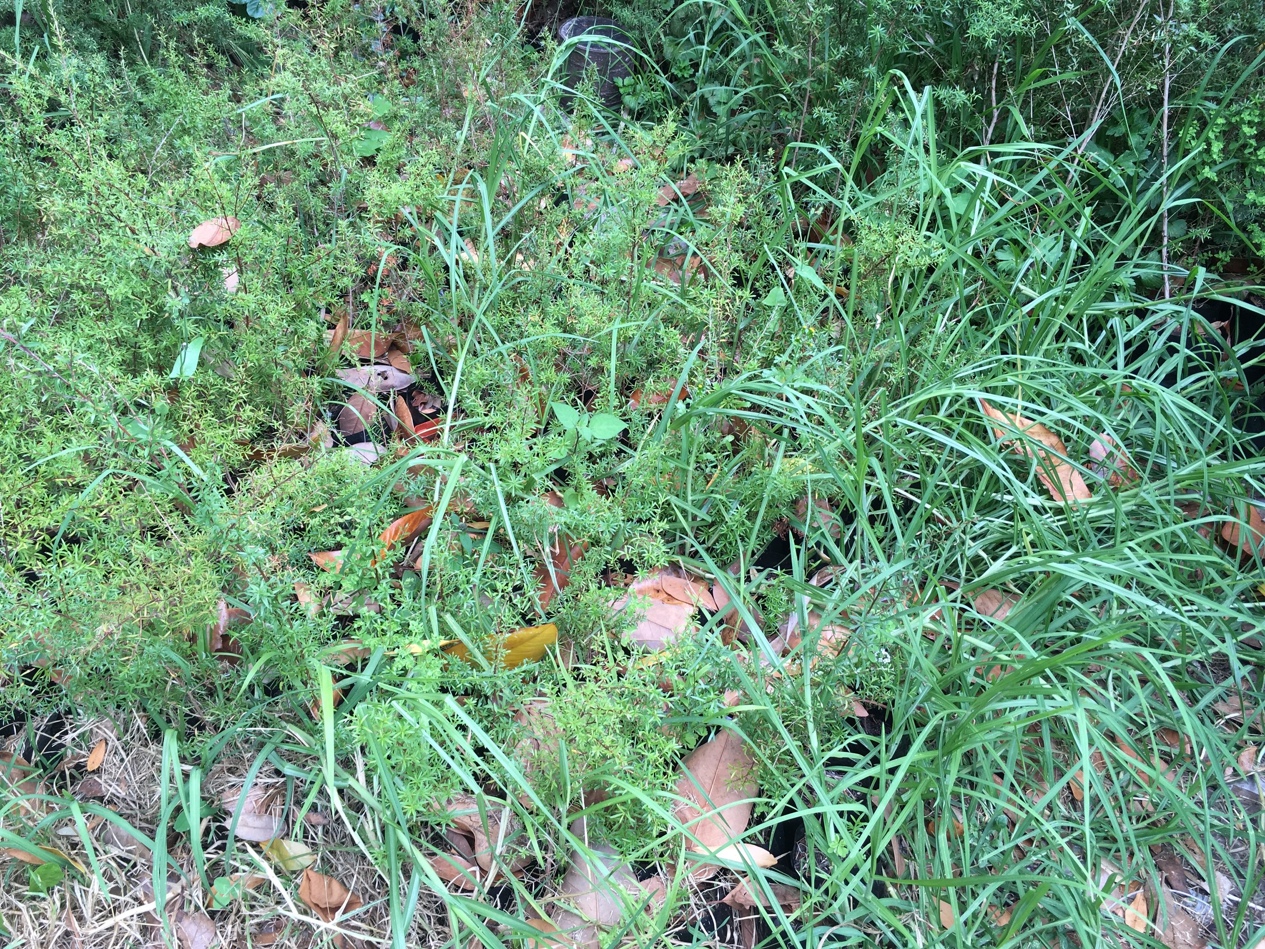 Manuka seedlings overgrown with grasses