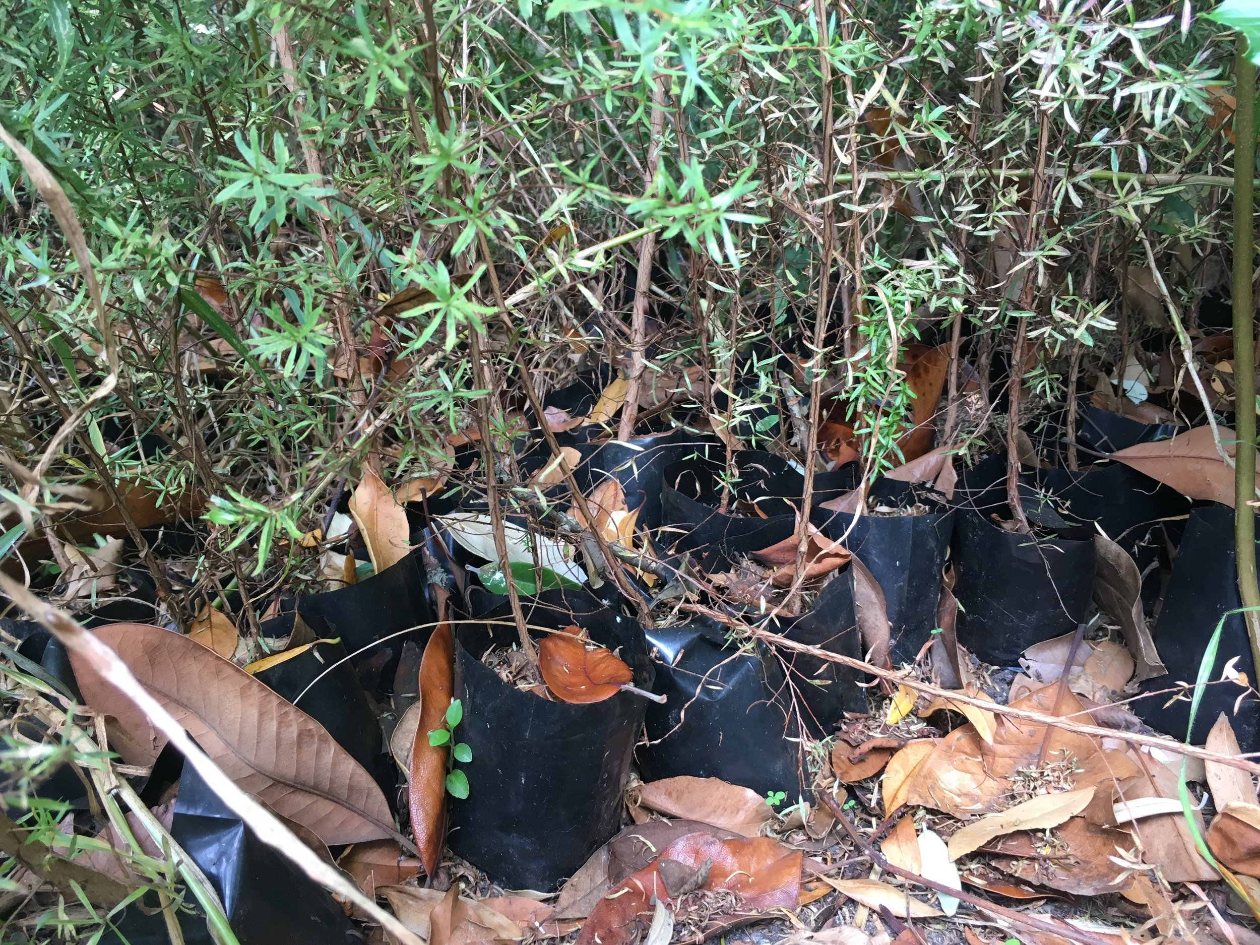 Manuka plant bags straight on the ground