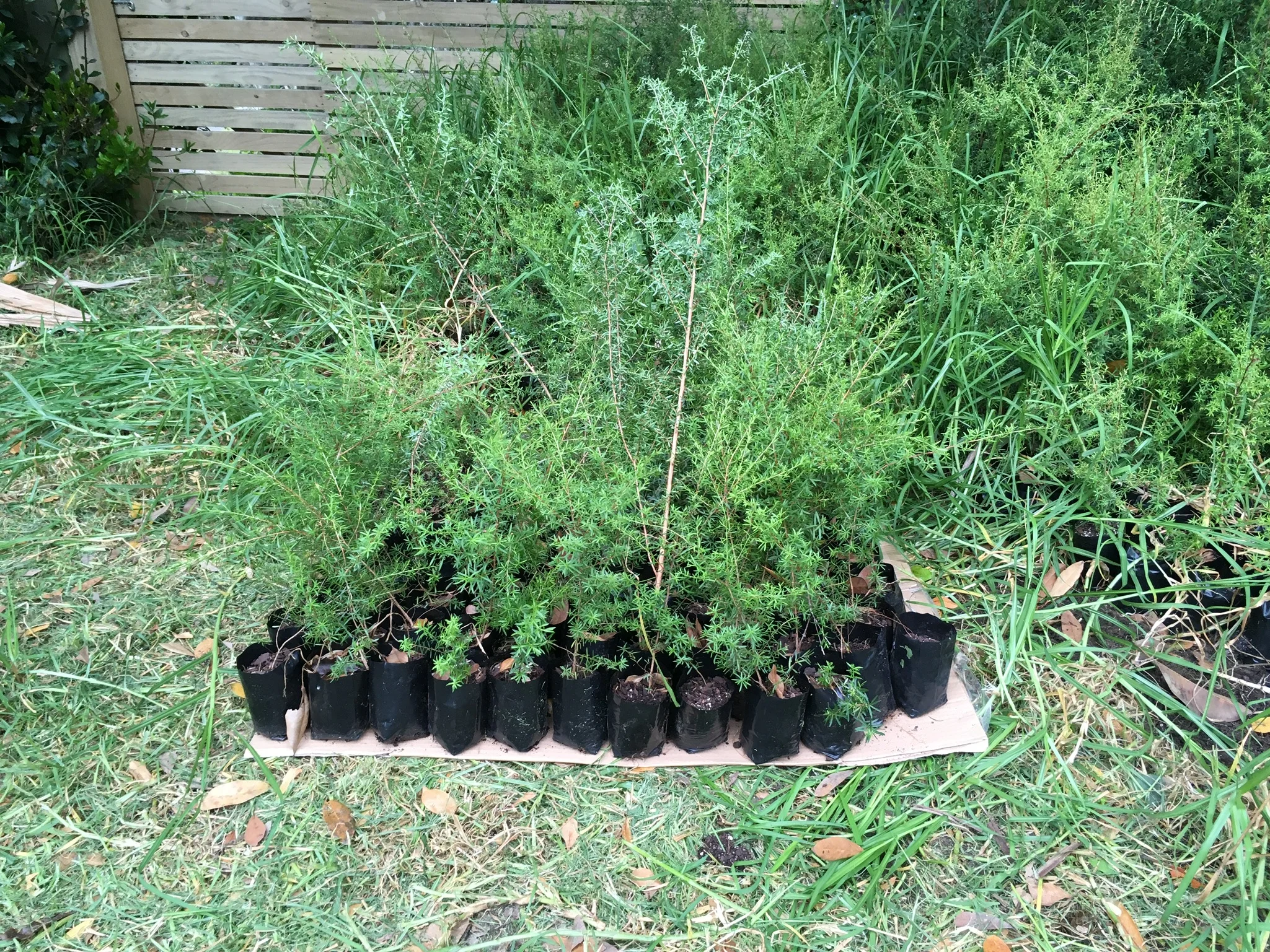 Manuka seedlings laid out on cardboard
