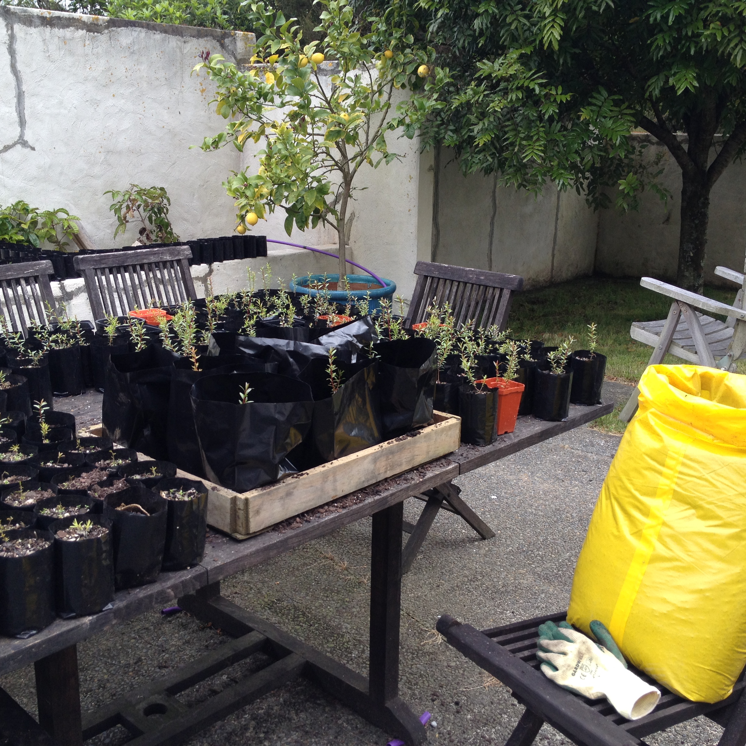 Manuka potting station