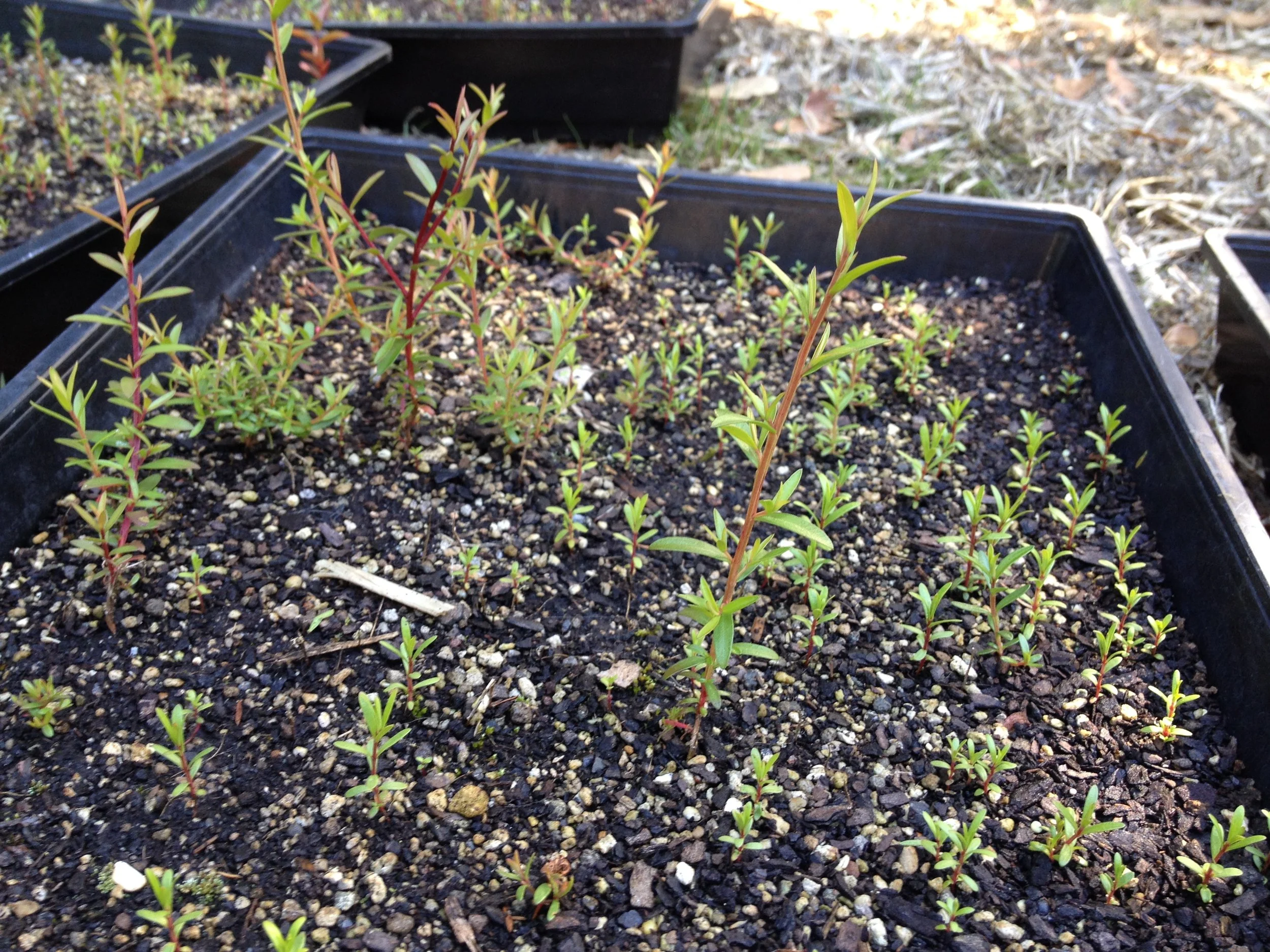 Manuka seeds in seed trays