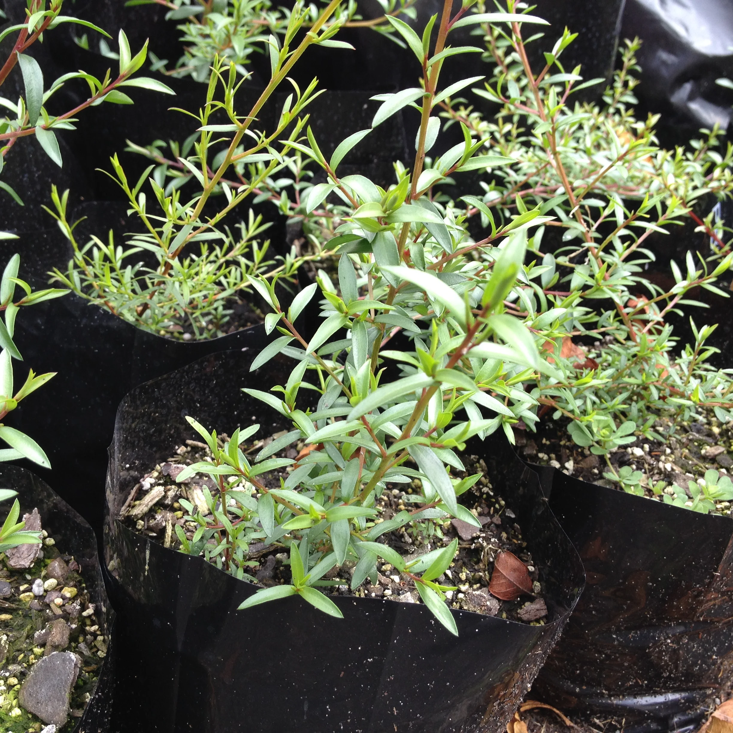 manuka seedlings growing fast