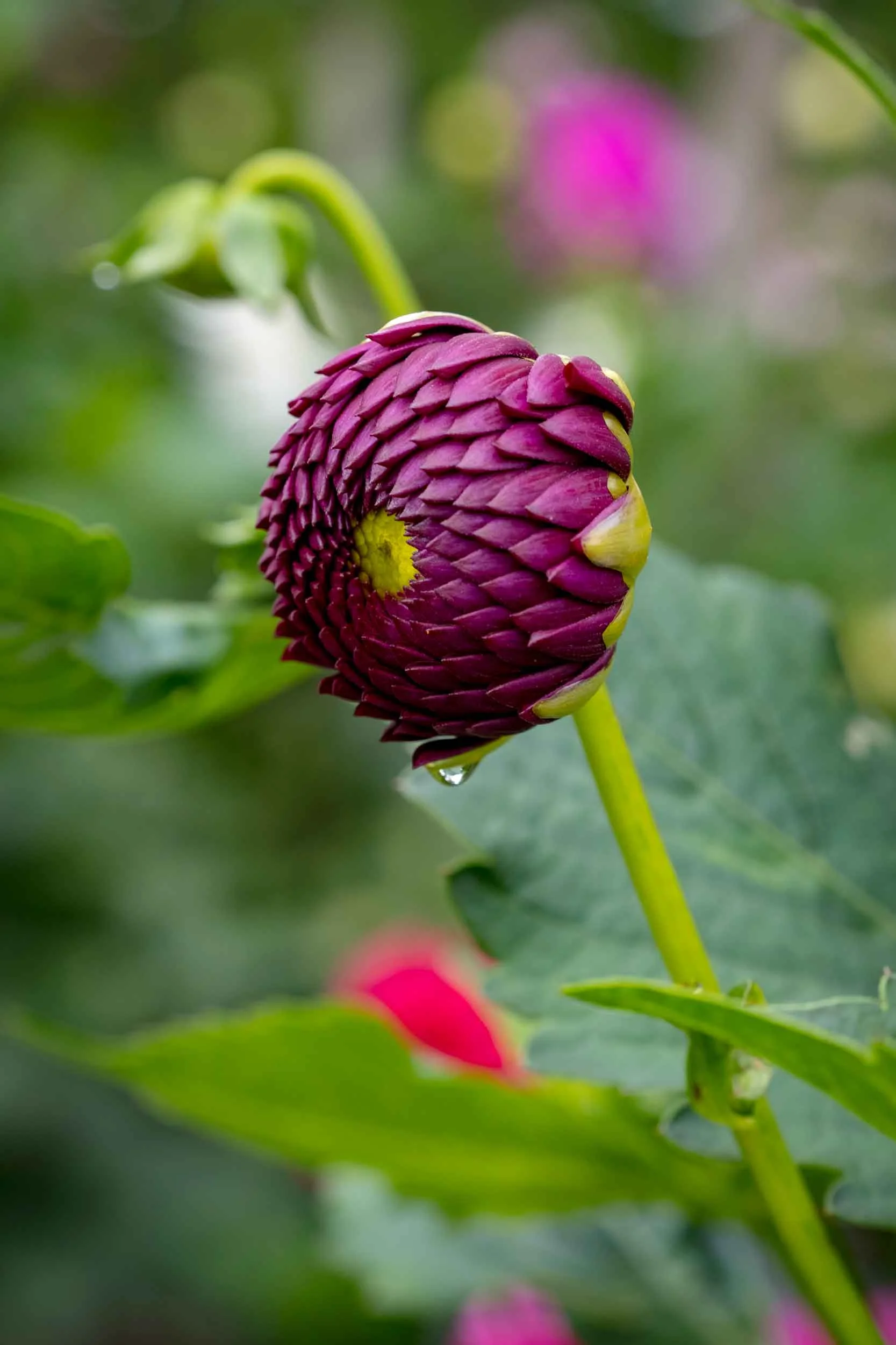 Copyright-OriginalImagePhotography-_DSF2969.jpg