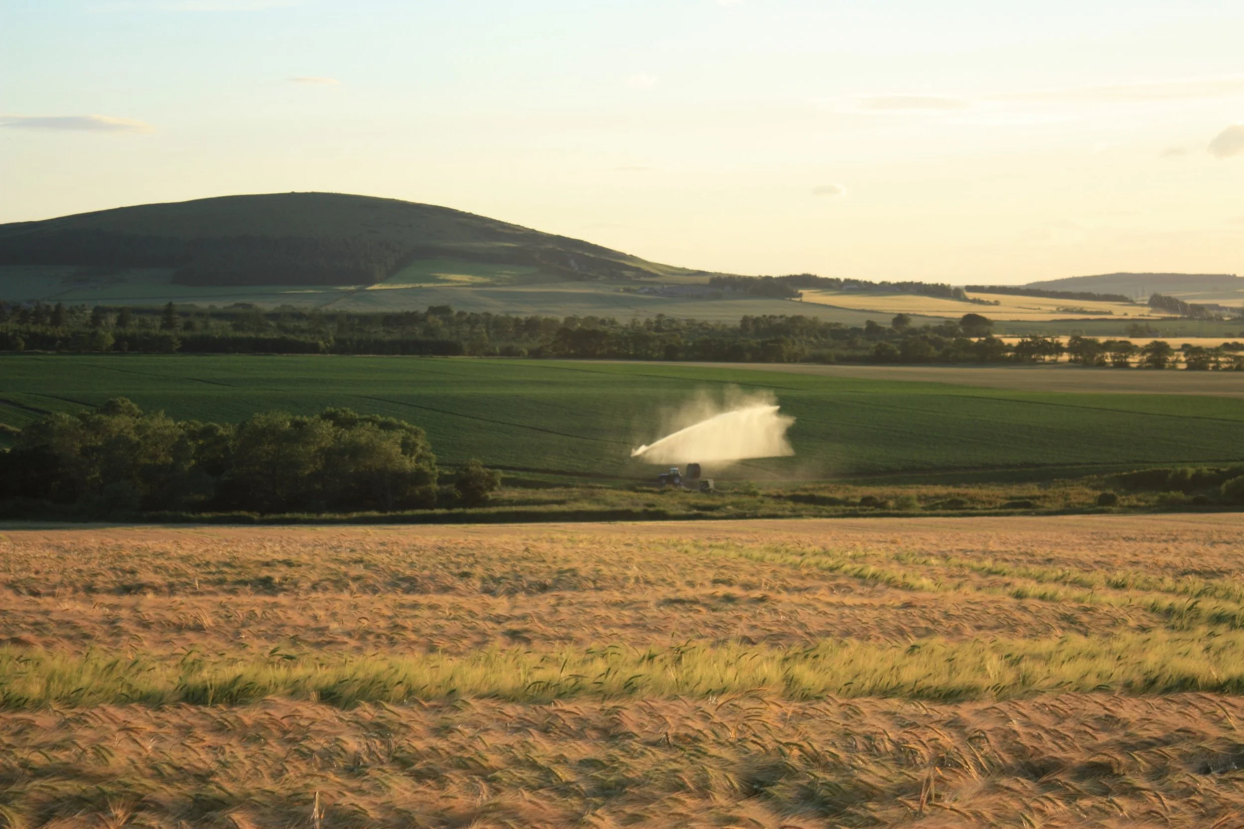 Water Field.jpg
