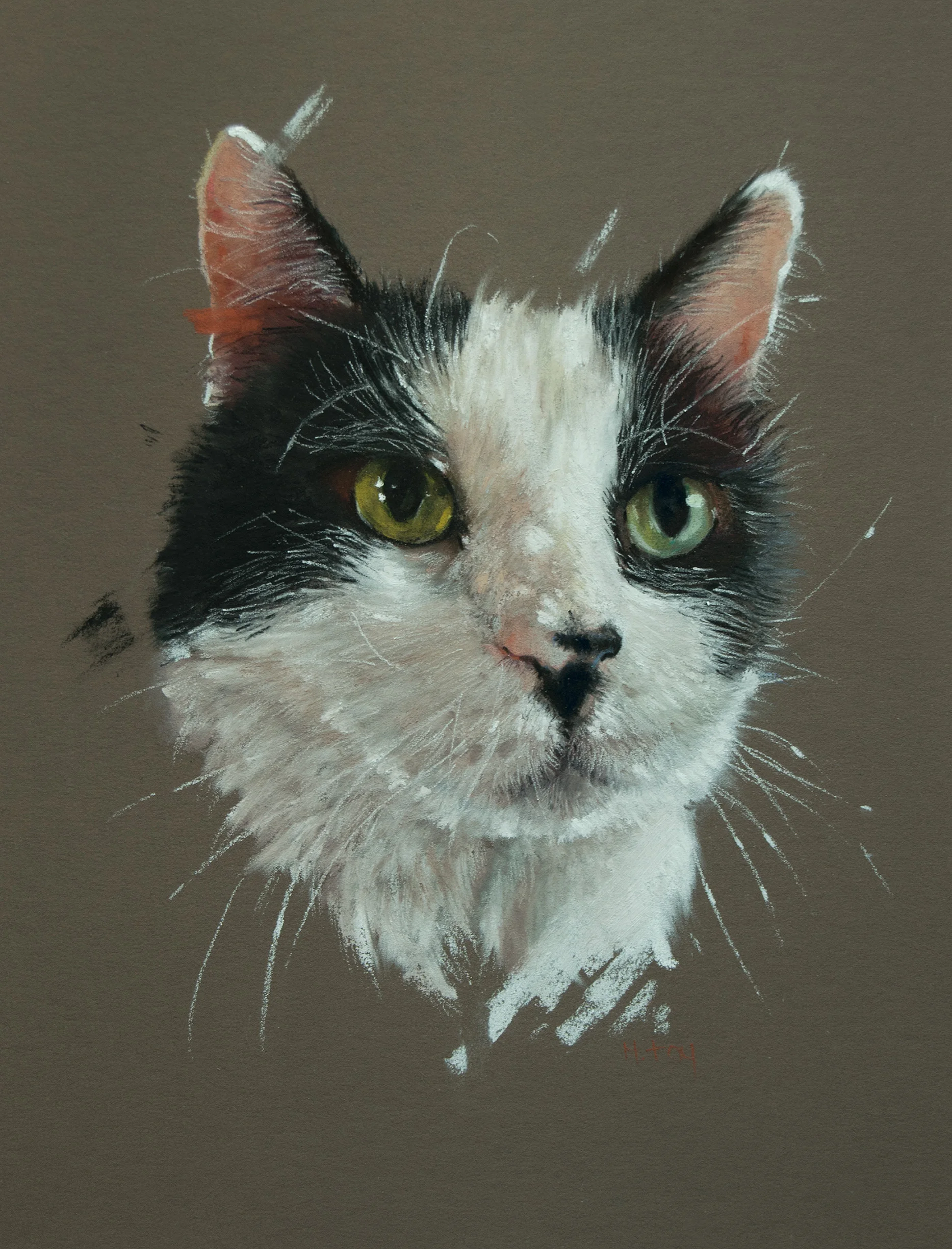 deerness kennels dogs for rehoming