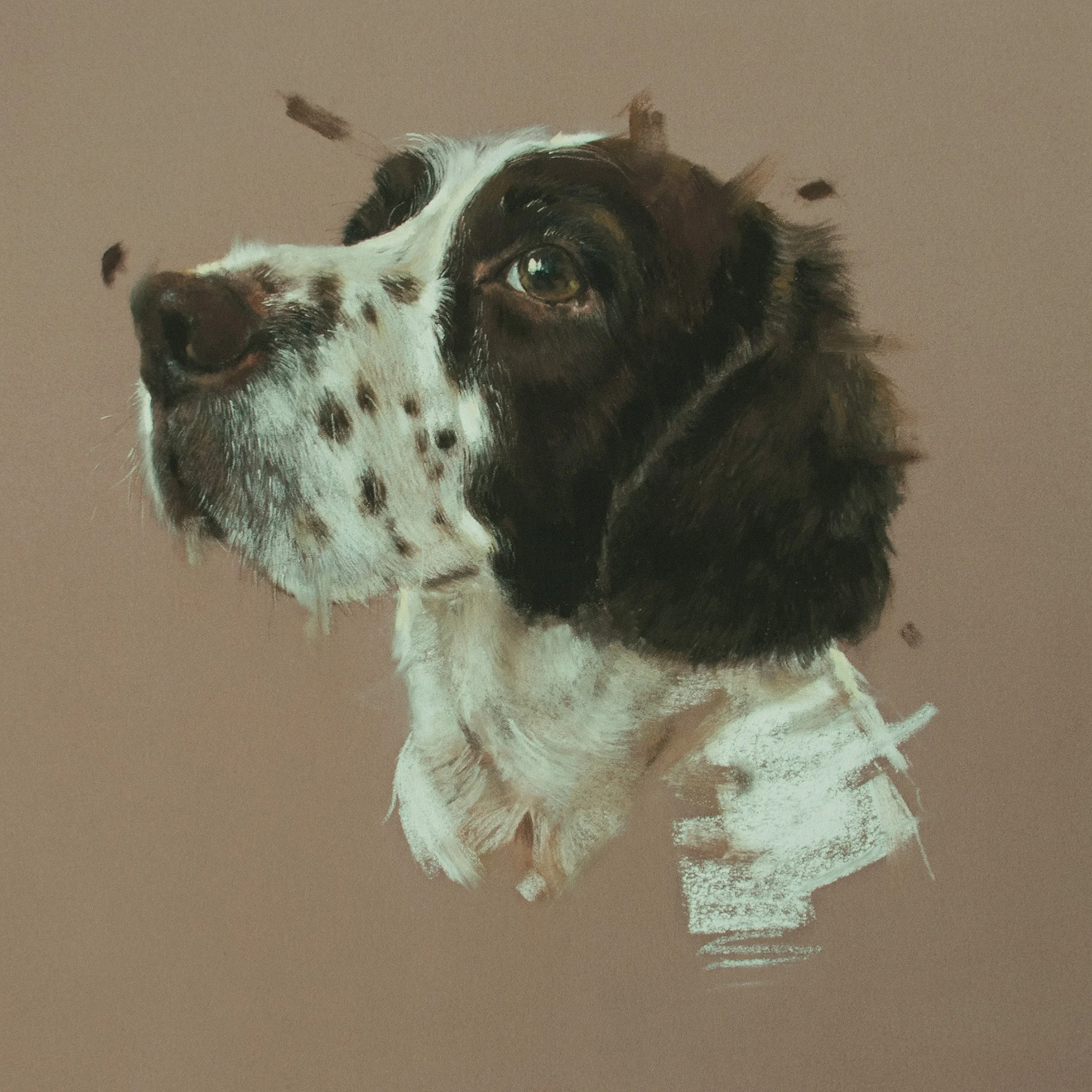 deerness kennels dogs for rehoming