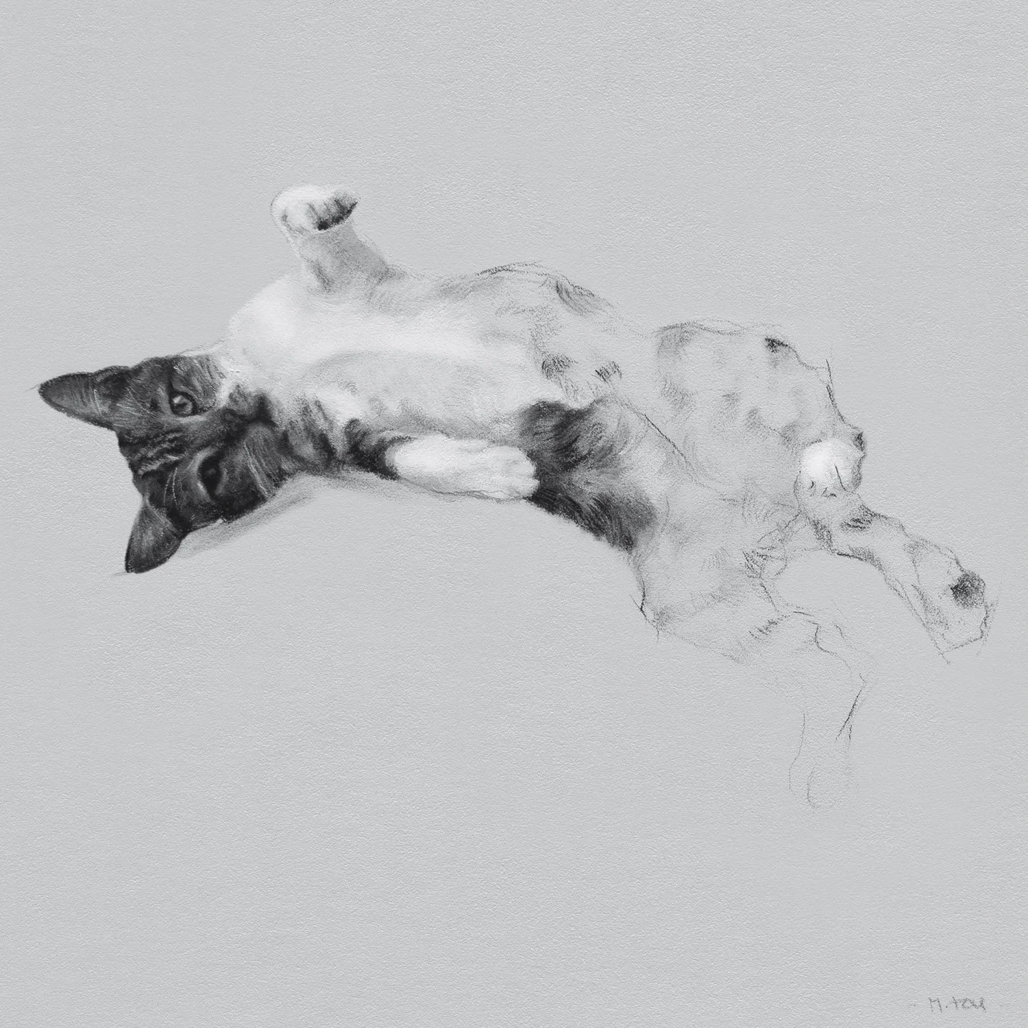 Cat Sketch