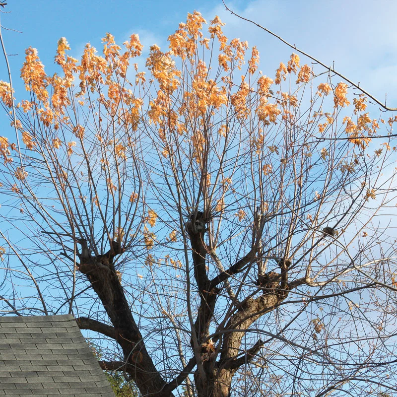 pruning-mistakes-problem4.jpg