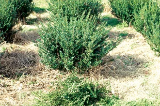Image Source : Why not to shear your bushes