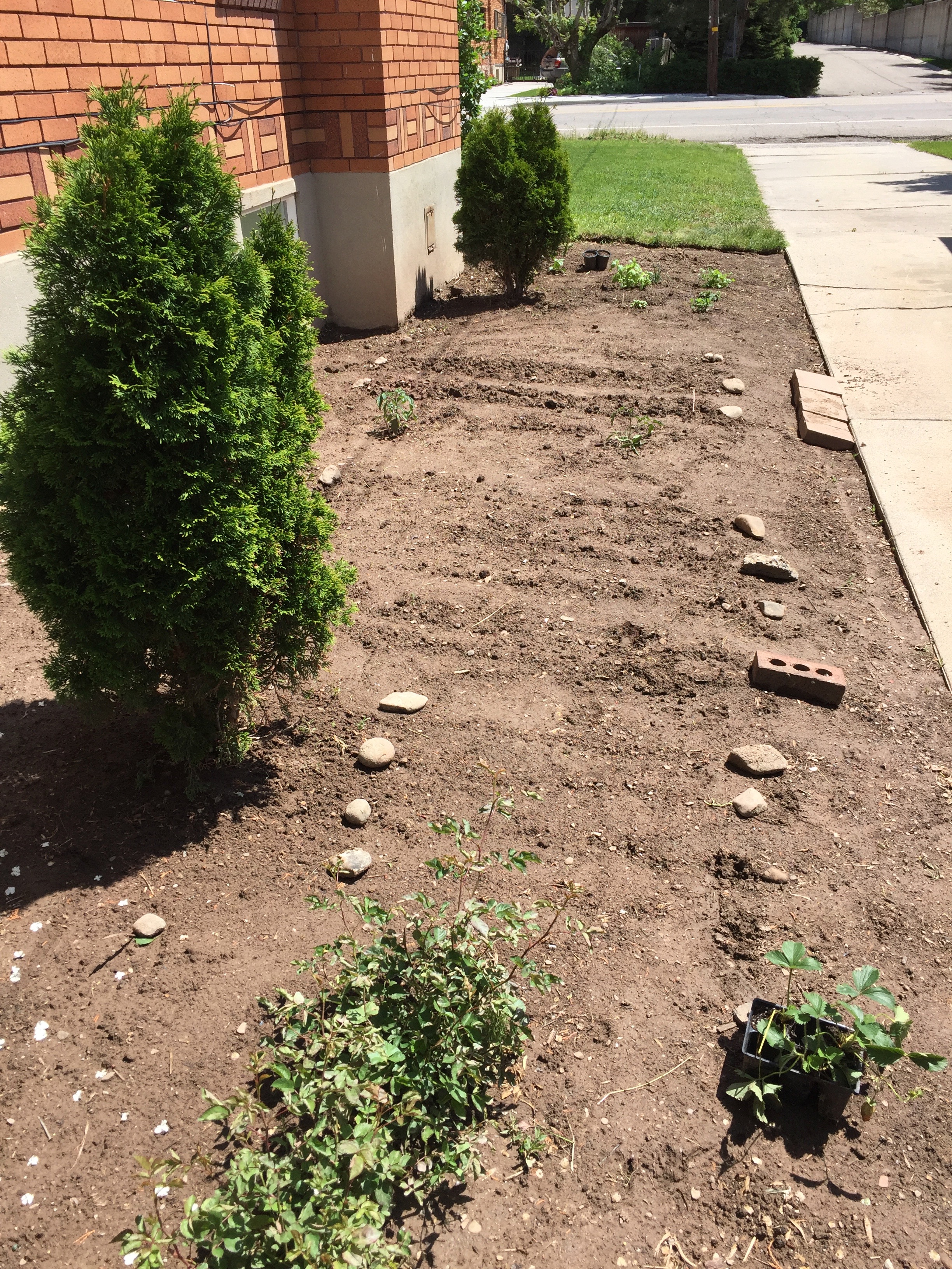 firstgarden.jpeg