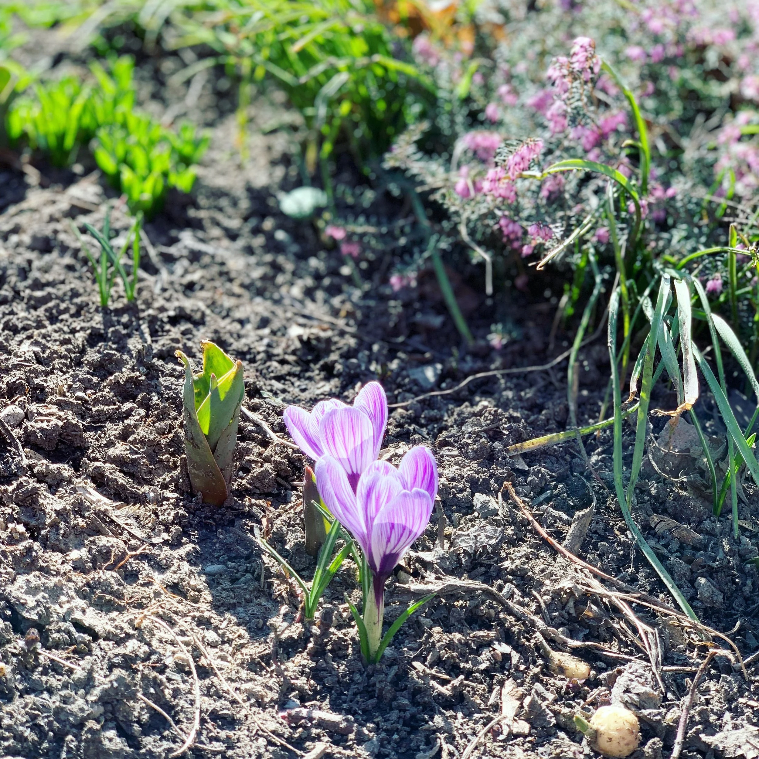 Giant Crocus, Heath - ground cover