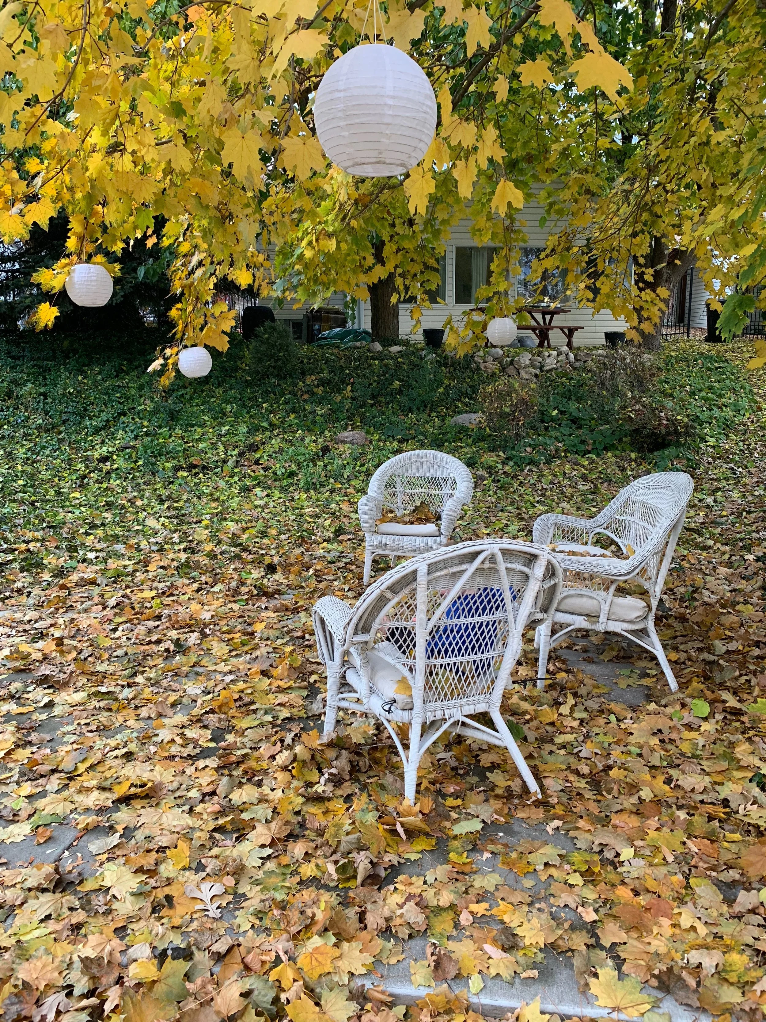 Northern Maple