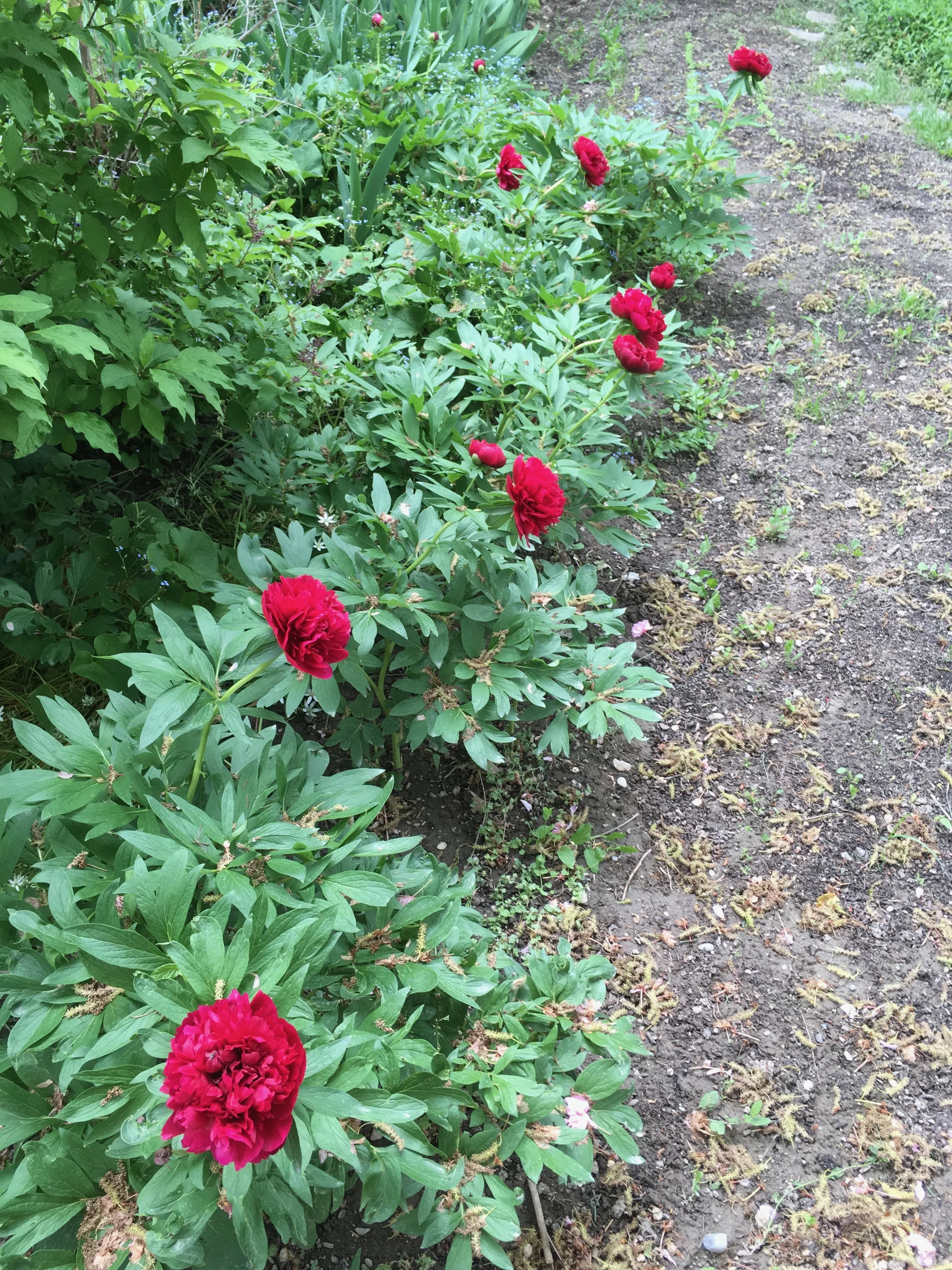 Has anyone else noticed red in nature doesn’t really photograph well? These look pretty different in real life.