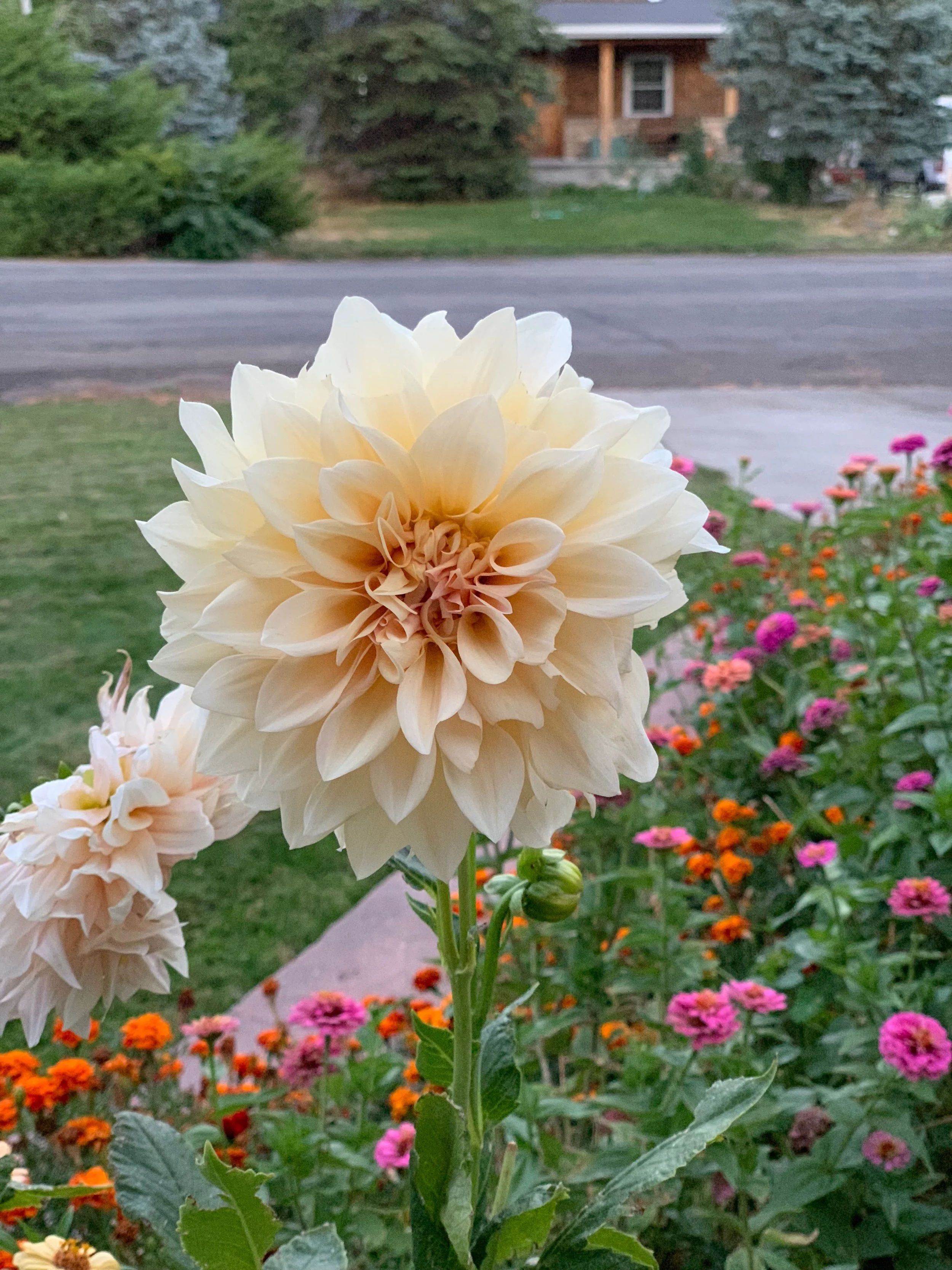 Cafe Au Lait Dahlia