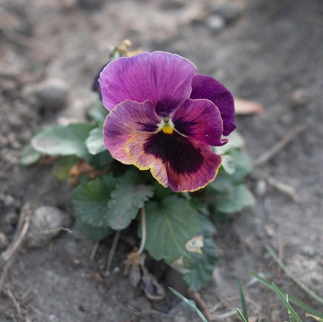 Like little purple paintings, pansies along my front yard have been making me happy all through the cold days. $6 at Smith&rsquo;s I guess can bring you happiness. #ayearinflowers