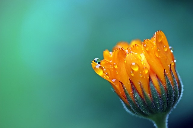 And the day came when the risk to remain tight in bud was more painful than the risk it took to blossom. Anais Nin