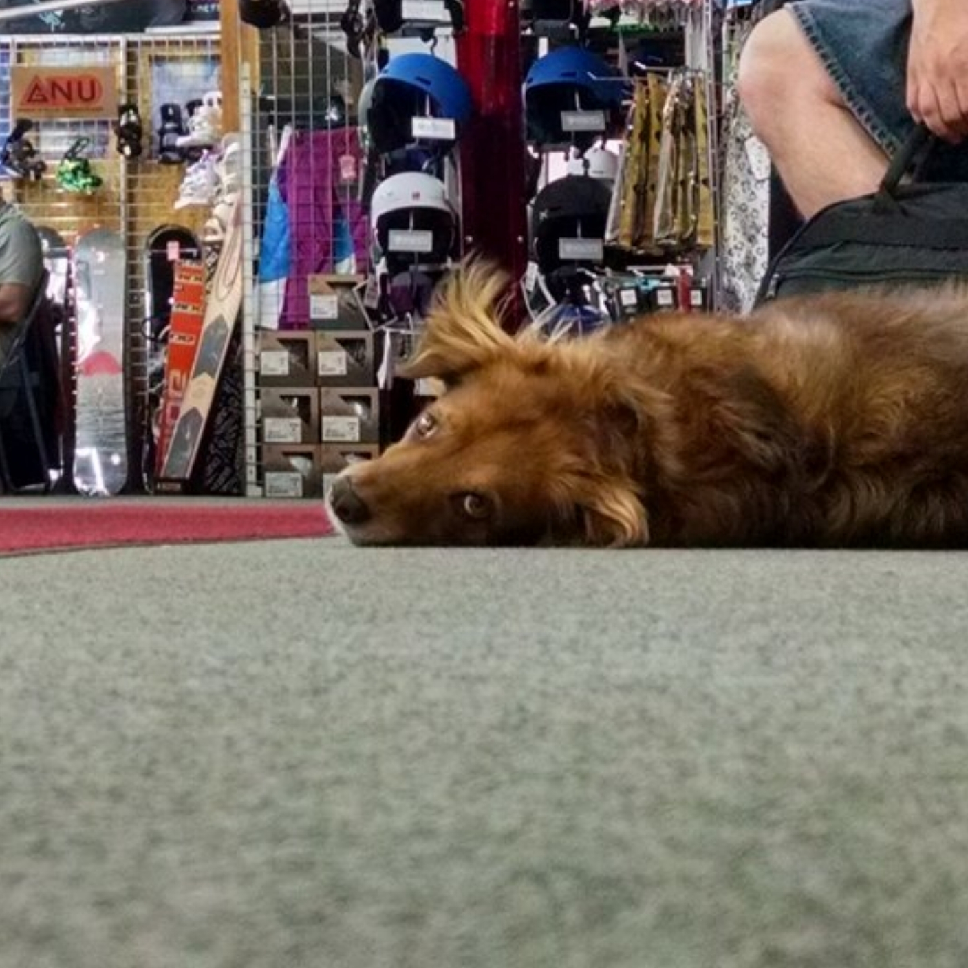 Our faithful greeter, Boo Dog. Her favorites include kids,belly rubs, and long walks on the beach or snow. She rides goofy-footed, skis down the fall-line with her weight on the inside foot, and her #1 requirement from any mountain is a sick Apres scene.