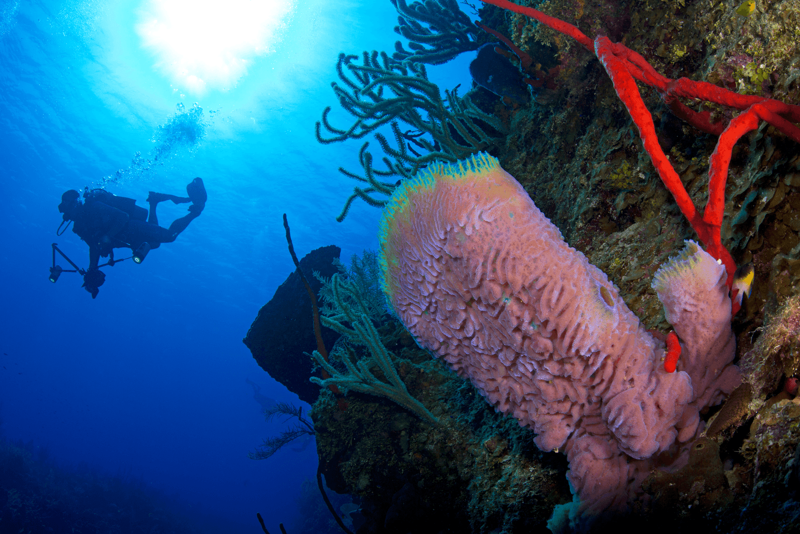 Diver-with-Azure-Red-Rope-Sponges-medium.png