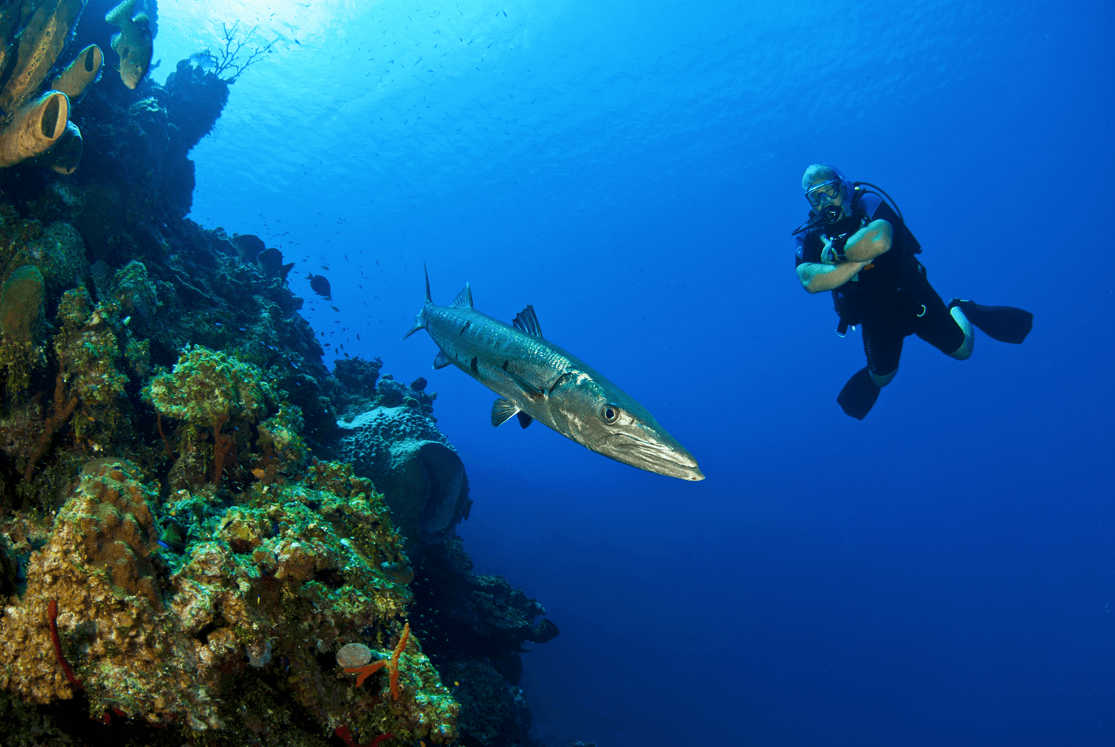 Diver-with-Baracuda-medium.png