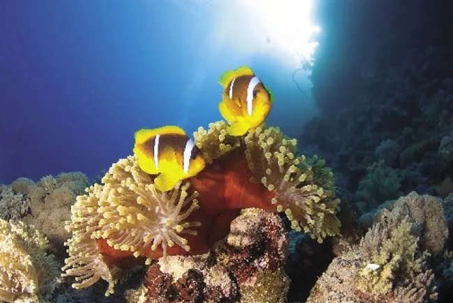 Seven Reefs and Five Sisters_lg.jpg