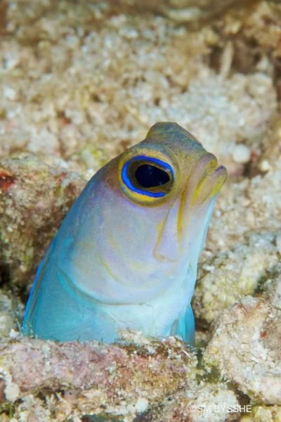 gowestdiving-sb-fish_2.jpg