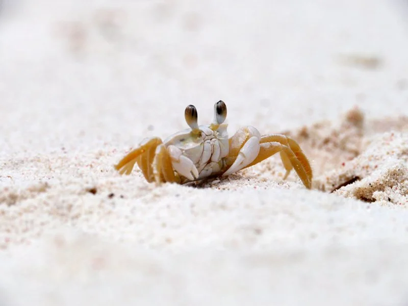 curacao-crab-gn.jpg