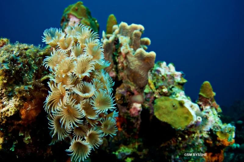 gowestdiving-sb-reef_6.jpg