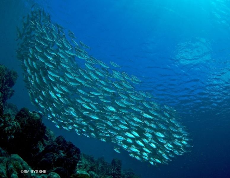 gowestdiving-sb-fishschool.jpg