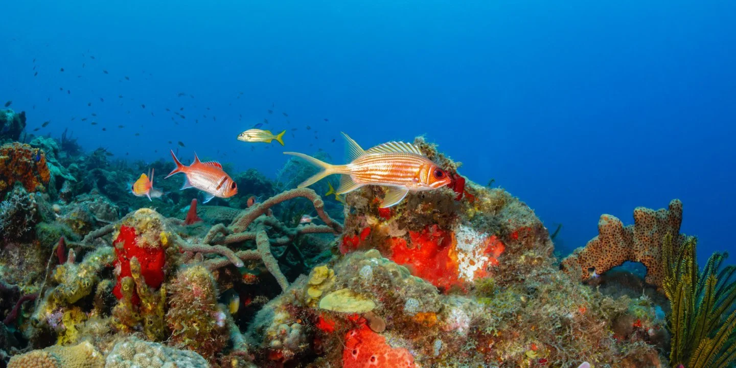 20180801203435-hdr-champagne-reef.jpeg