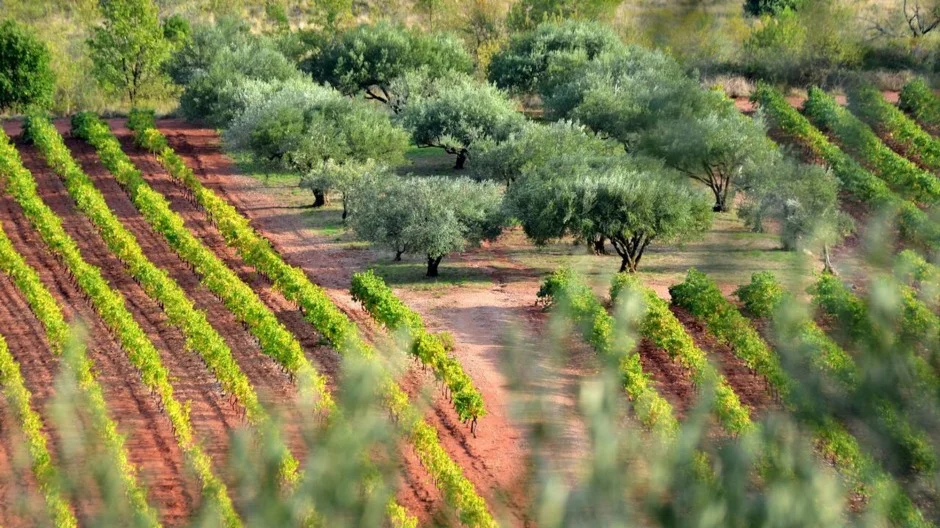 The surge of global interest in Provence rosé has been a boon for the region's producers. But regulations in France limit the amount of land available for planting grapes.
