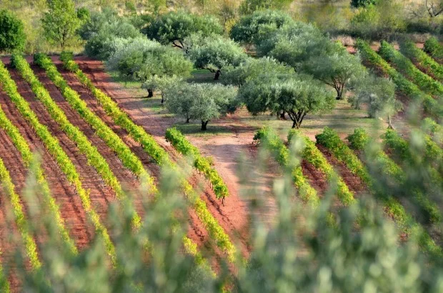 The surge of global interest in Provence rosé has been a boon for the region's producers. But regulations in France limit the amount of land available for planting grapes.