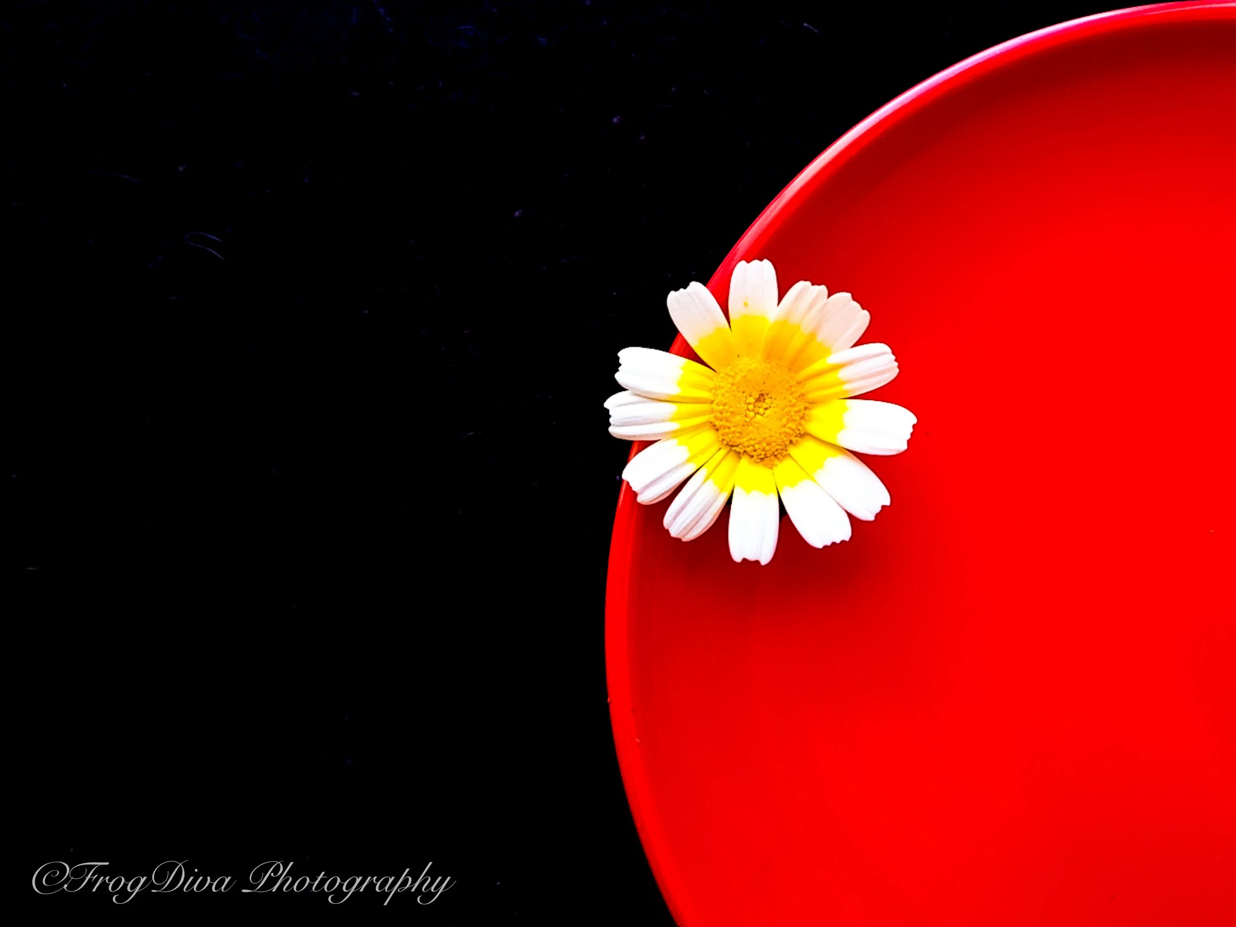 Red1-LR.jpg