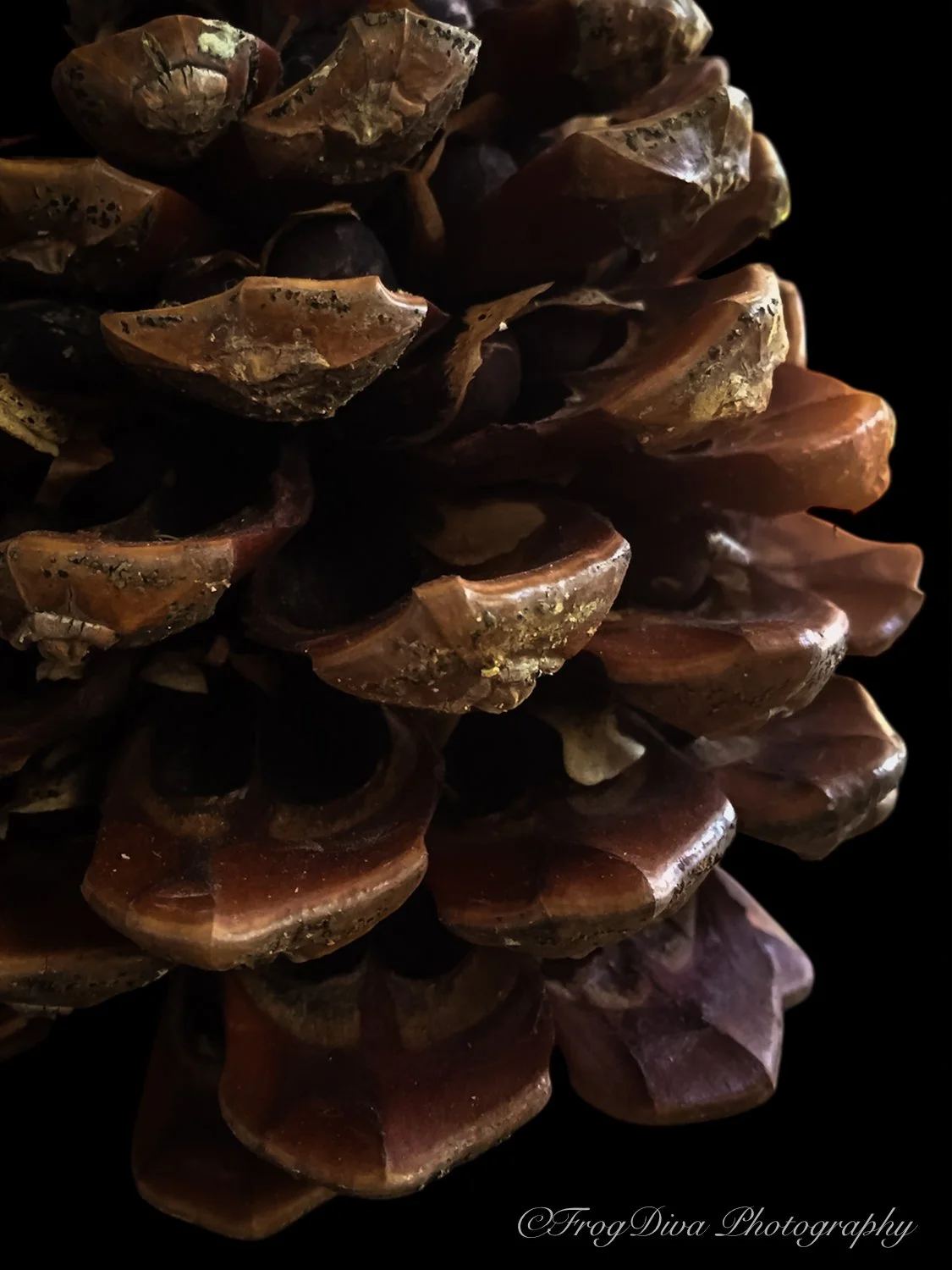 Pinecone2-SM.jpg
