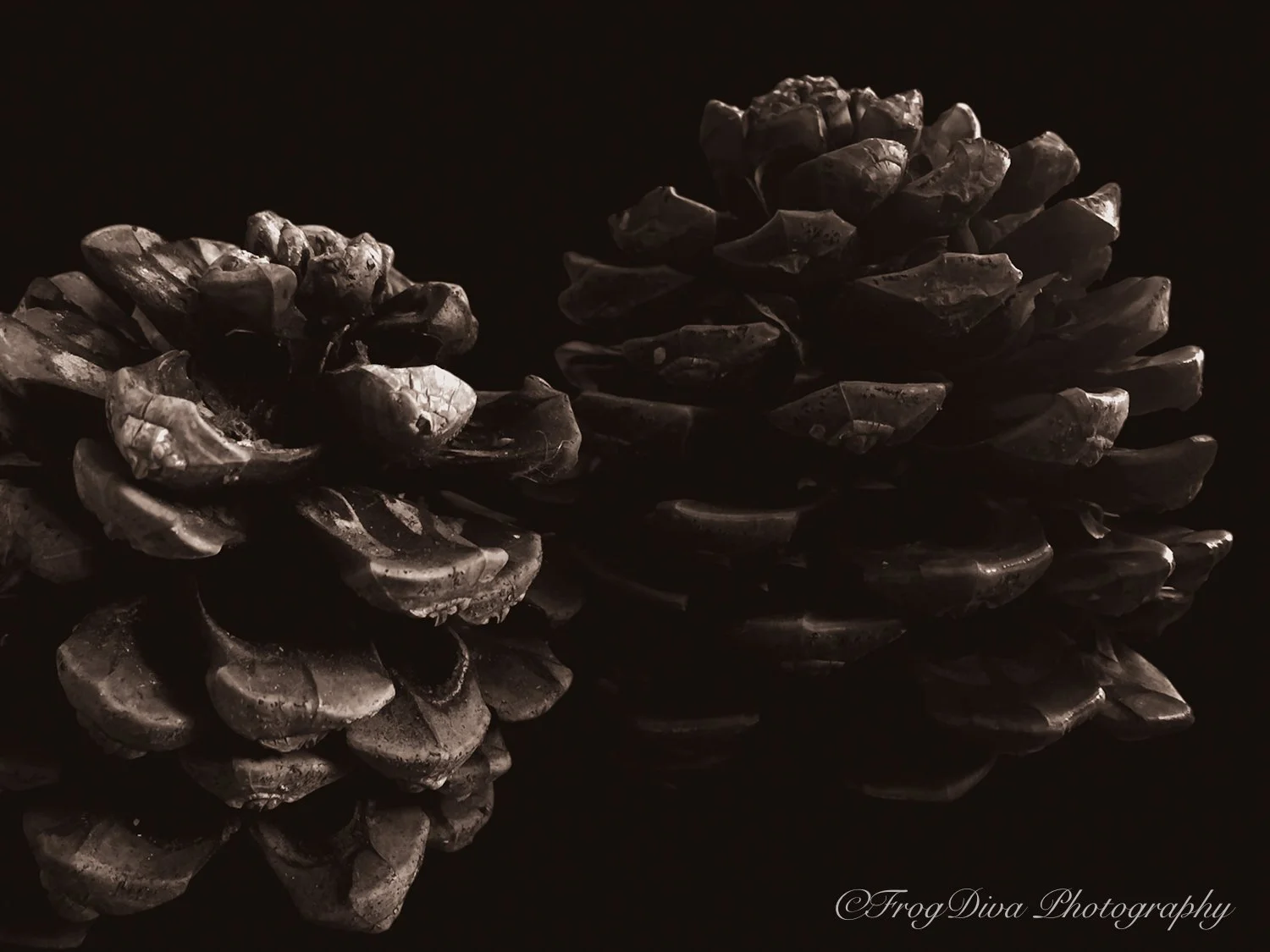 Pinecone4-SM.jpg