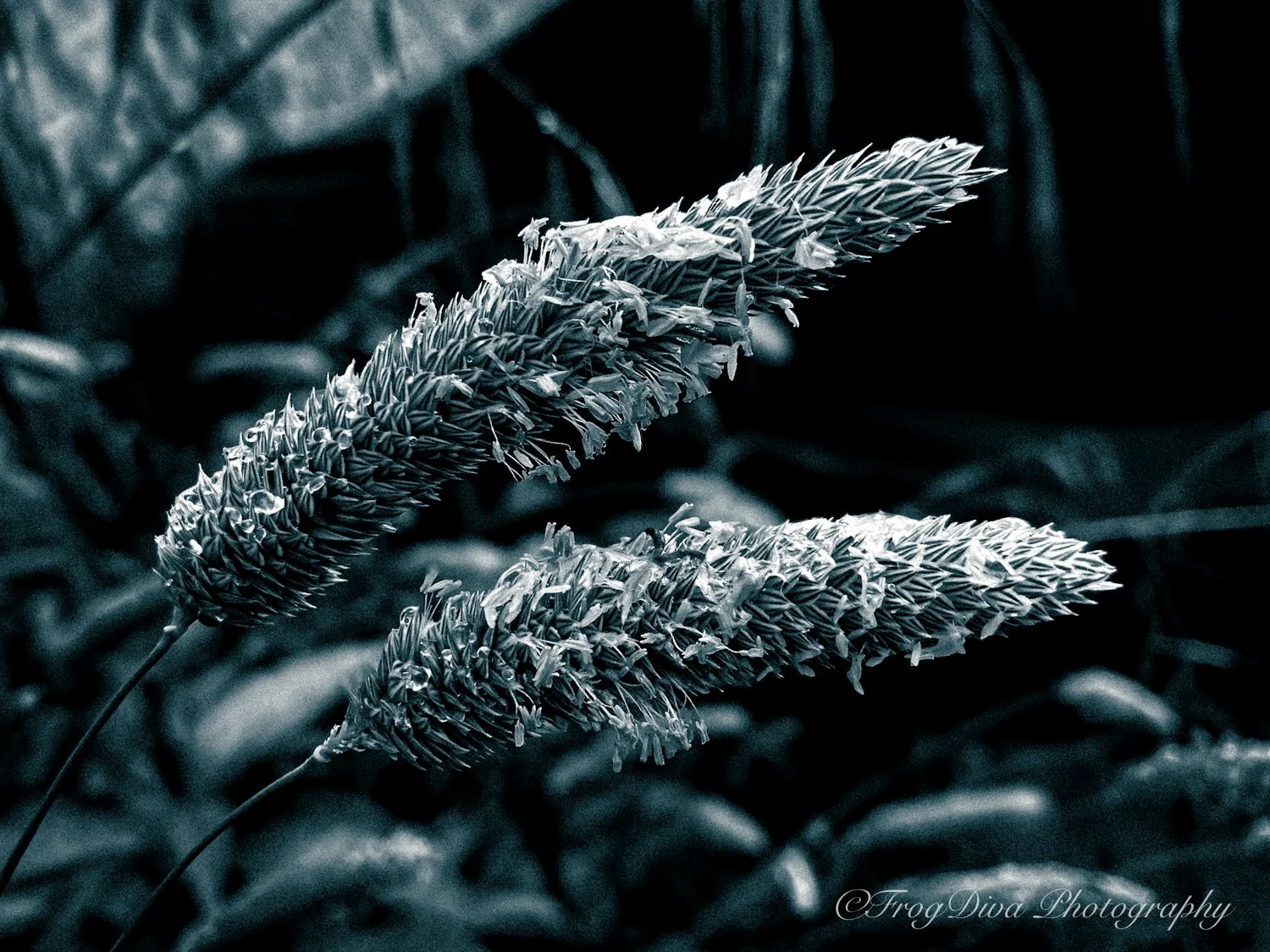 Grass1-SM.JPG