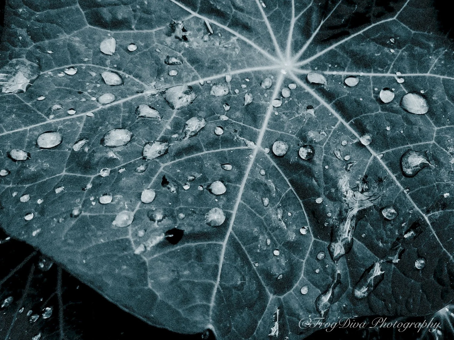 Rain5-SM.JPG