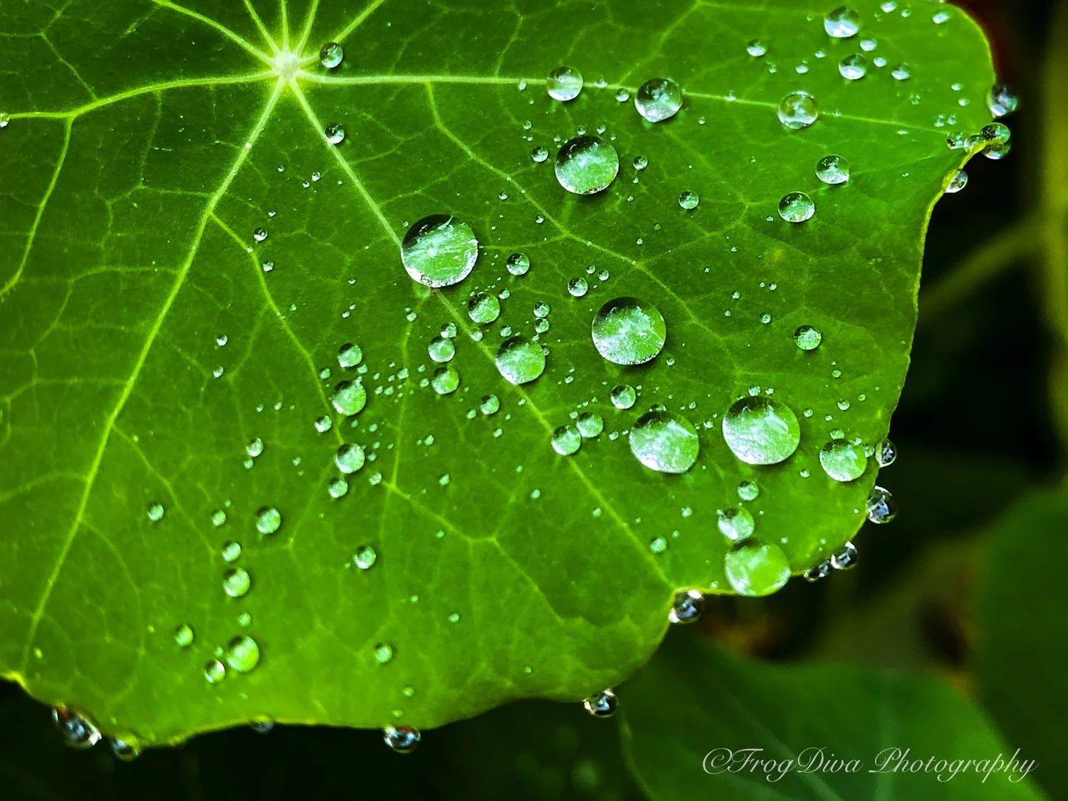 Rain1-SM.JPG