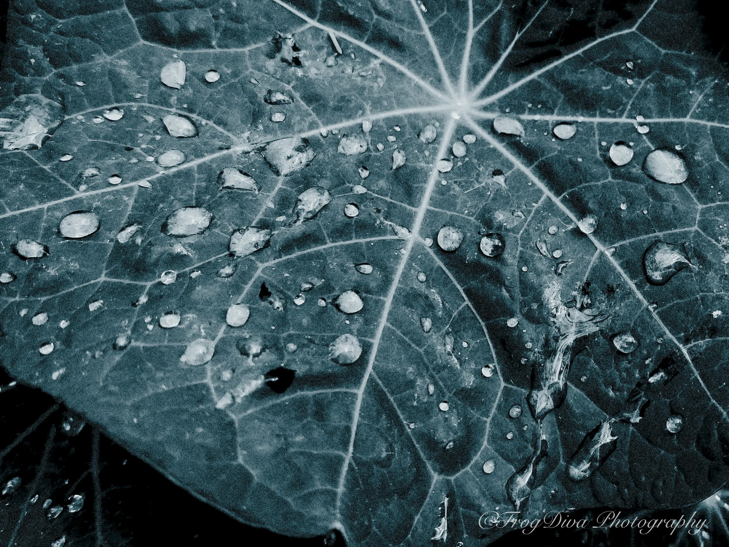 Rain5-LR.JPG