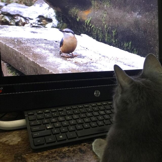 Ms. Silva Kitty and I sat for a half an hour watching bird videos on YouTube ❤️ She really wanted to know how those birds got inside that screen 📺 #russianblue #rescuekitten #rescuedismyfavoritebreed #catmom #catsofinstagram #tampa #florida