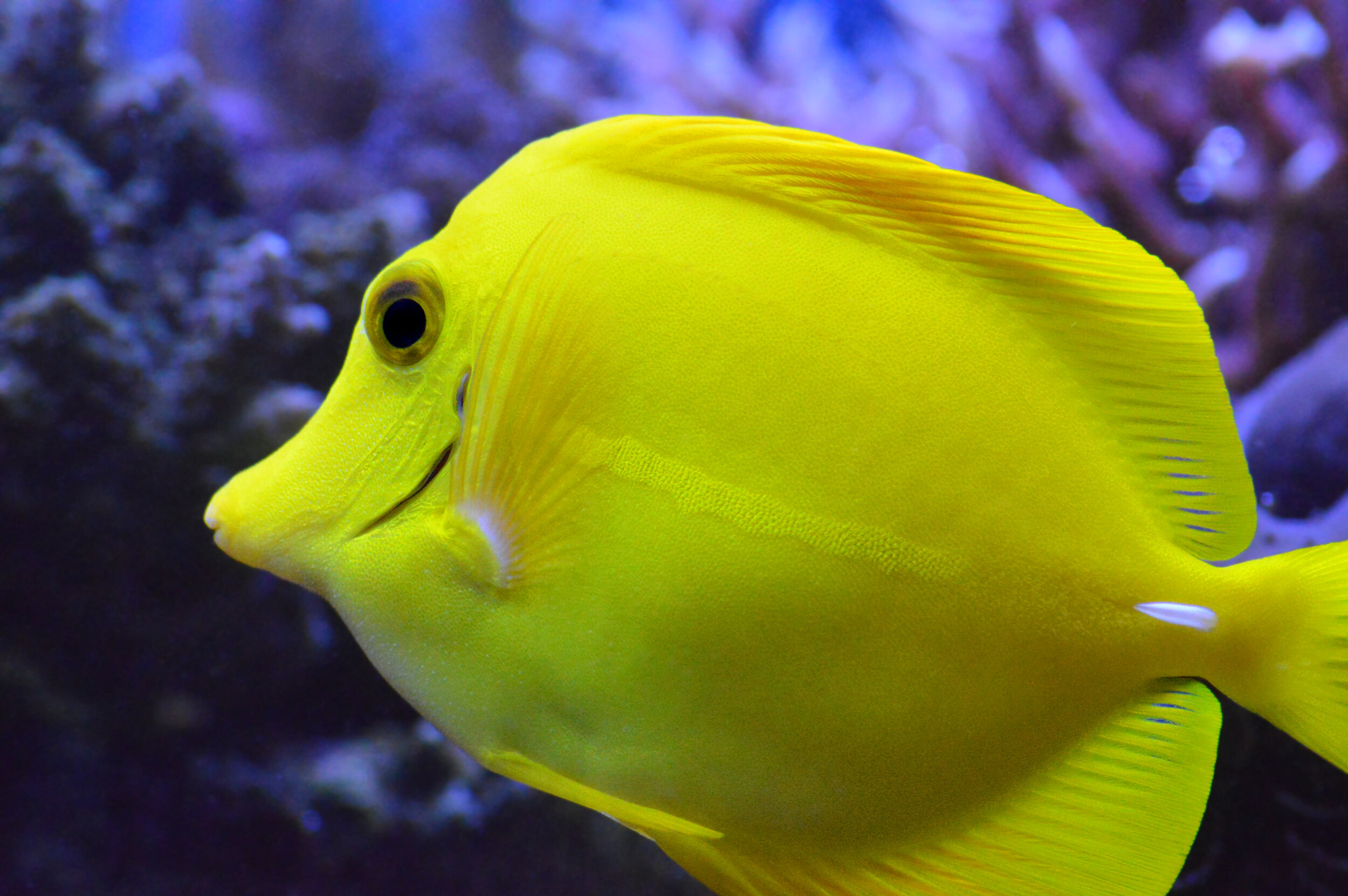 Yellow-Fish.jpg