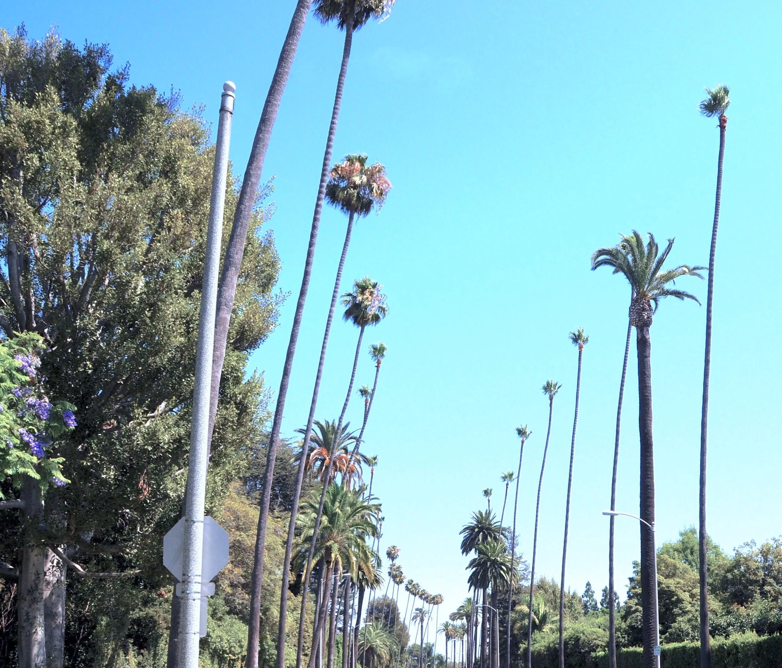 Contempo_Palm_Tree_Background.jpg