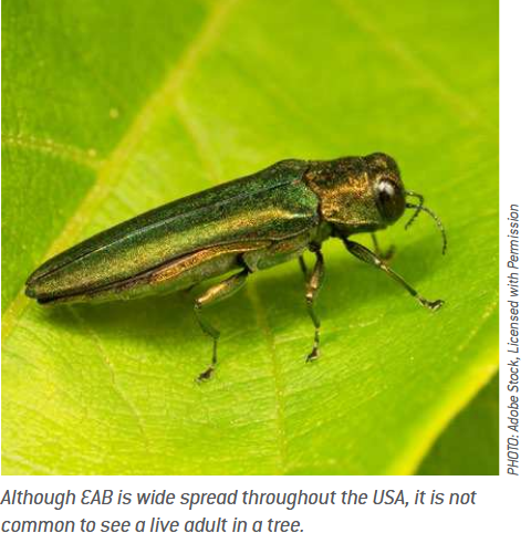 Screenshot 2026-04-01 at 15-11-32 Emerald Ash Borer Management Guide.pdf.png