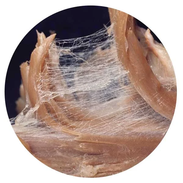 fascia-pull.jpg