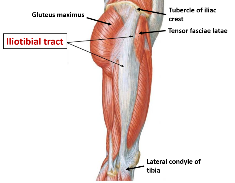 iliotibial-tract.png