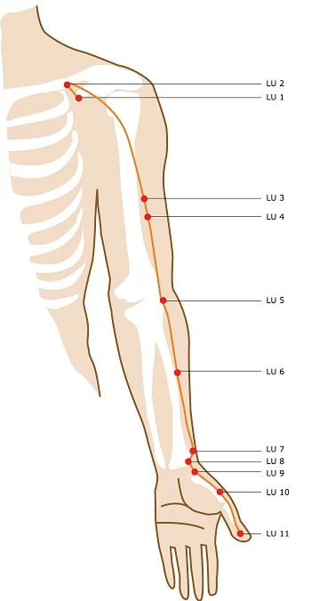 acupuncture-meridian-lung.jpg