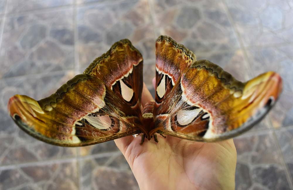 These butterflies only live for one week. Such a short life, but aren't they beautiful? And so huge!
