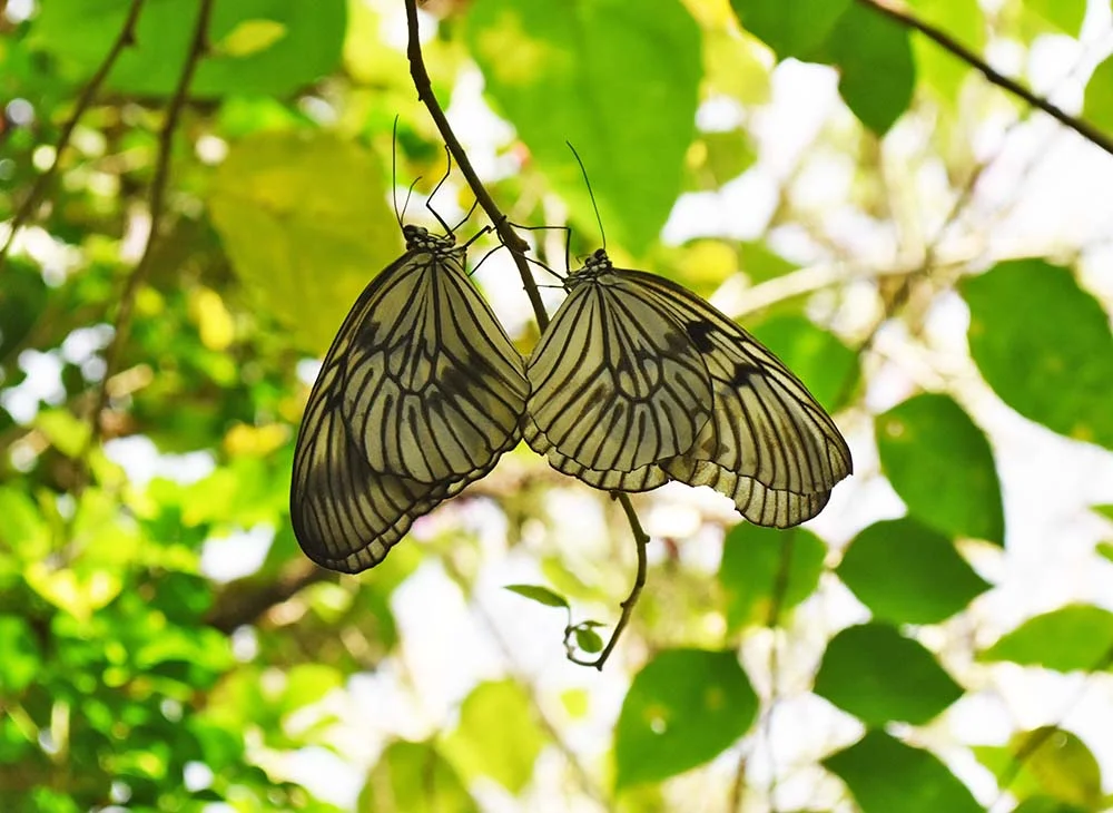 There really were butterflies everywhere!